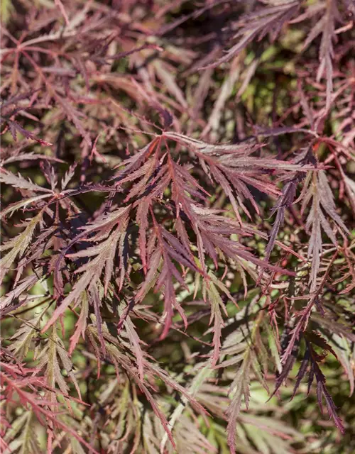 Dunkelroter Schlitzahorn 'Dissectum Garnet'