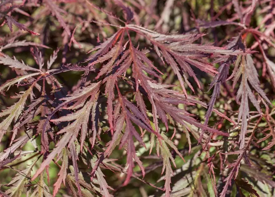 Dunkelroter Schlitzahorn 'Dissectum Garnet'