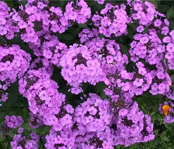 PHLOX