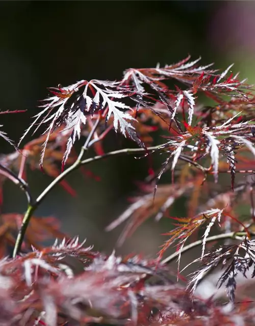 Dunkelroter Schlitzahorn 'Dissectum Garnet'