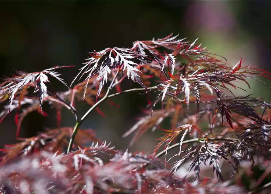 Dunkelroter Schlitzahorn 'Dissectum Garnet'