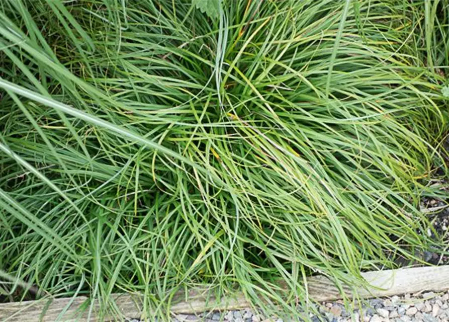 Carex caryophyllea 'The Beatles'