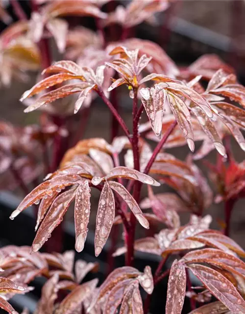 Garten-Pfingstrose 'Karl Rosenfield'