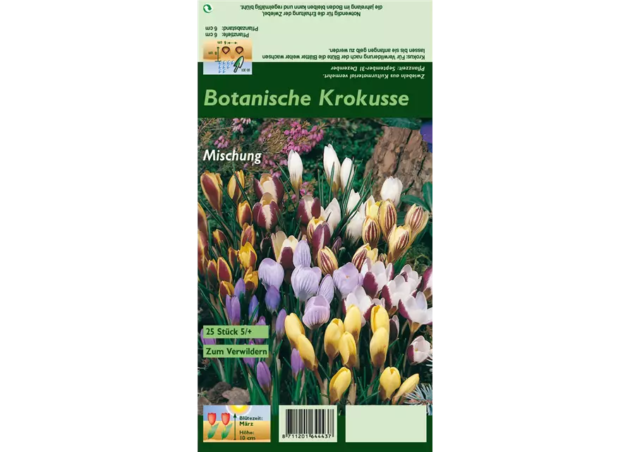 Botanische Krokusse