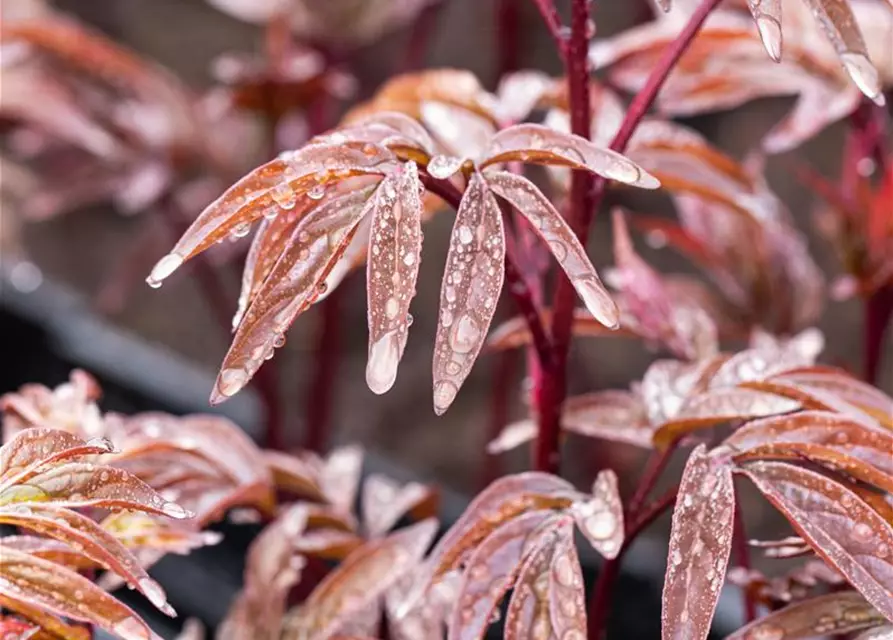 Garten-Pfingstrose 'Karl Rosenfield'