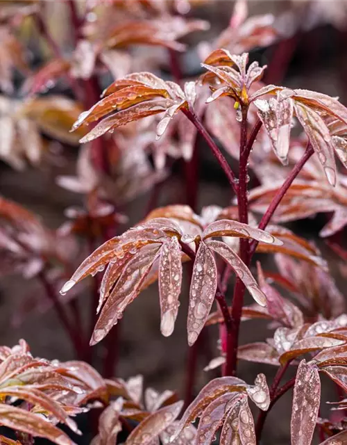 Garten-Pfingstrose 'Karl Rosenfield'