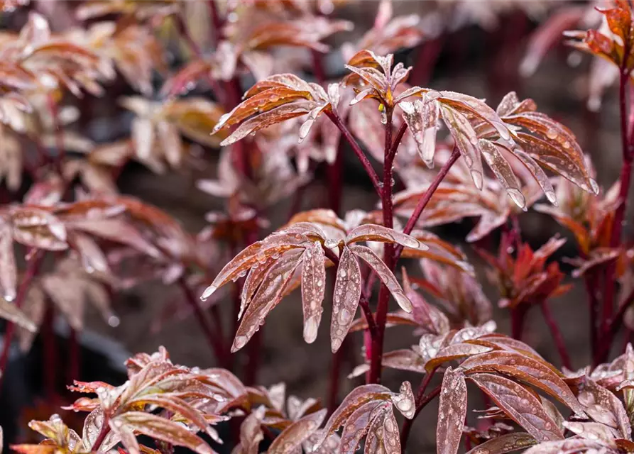 Garten-Pfingstrose 'Karl Rosenfield'