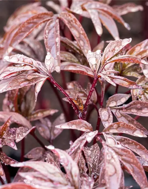 Garten-Pfingstrose 'Karl Rosenfield'