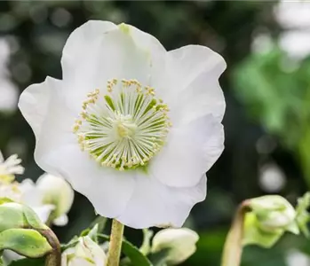 ZAUBERHAFTE CHRISTROSEN