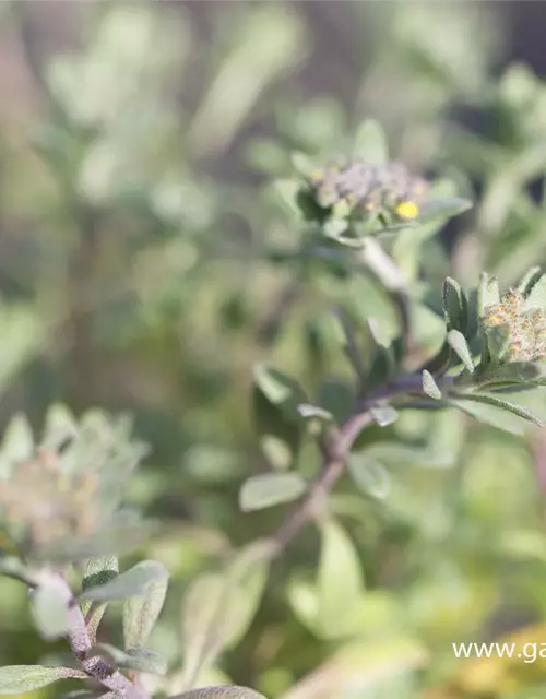 Garten-Berg-Steinkraut 'Berggold'