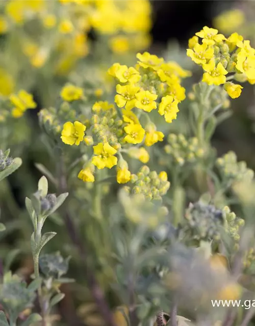 Garten-Berg-Steinkraut 'Berggold'