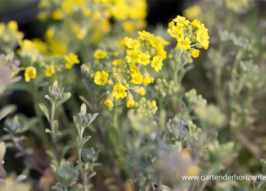 Garten-Berg-Steinkraut 'Berggold'