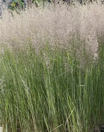 Calamagrostis x acutiflora 'Overdam'