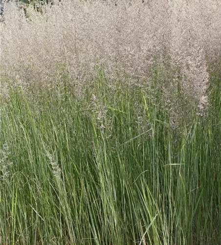 Calamagrostis x acutiflora 'Overdam'