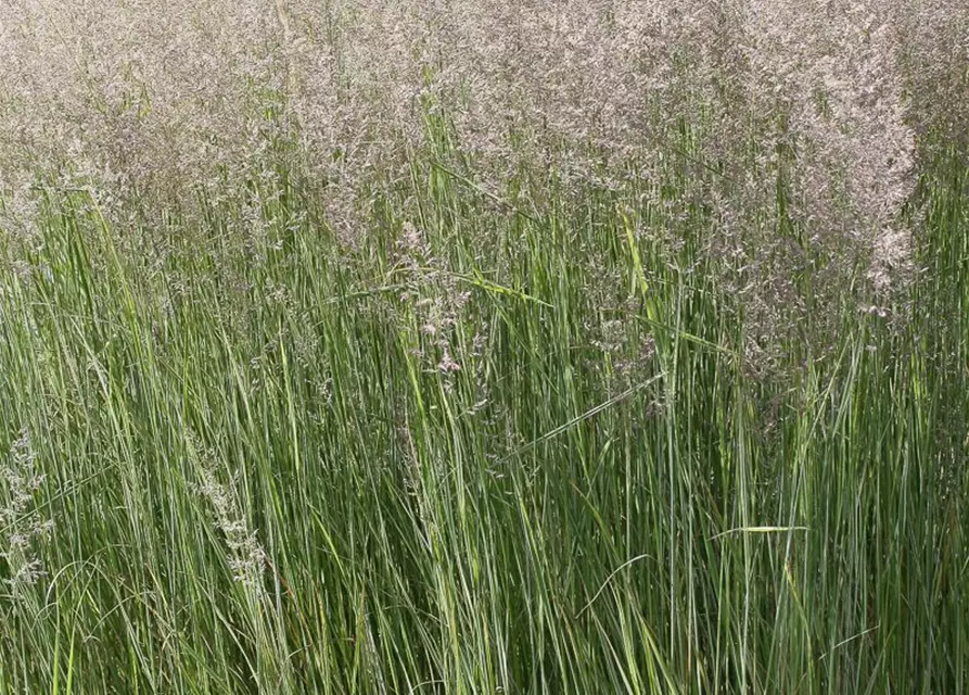 Calamagrostis x acutiflora 'Overdam'