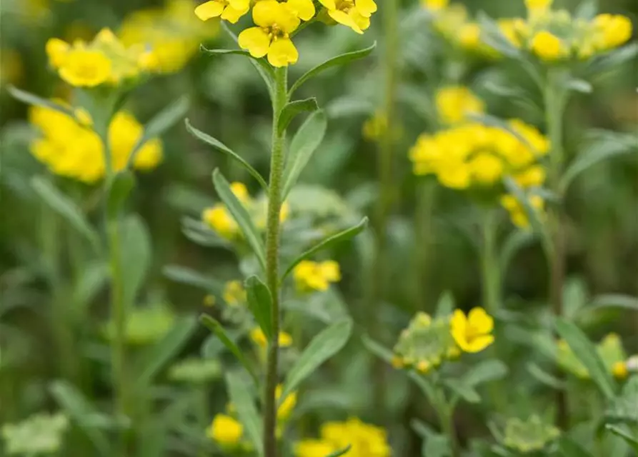 Garten-Berg-Steinkraut 'Berggold'