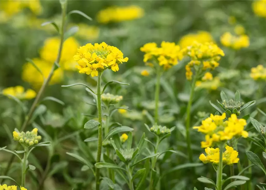 Garten-Berg-Steinkraut 'Berggold'