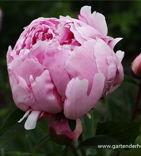 Garten-Pfingstrose 'Sarah Bernhardt'