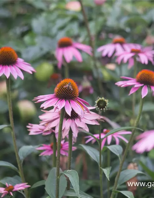 Garten-Scheinsonnenhut 'Purple Prairie'