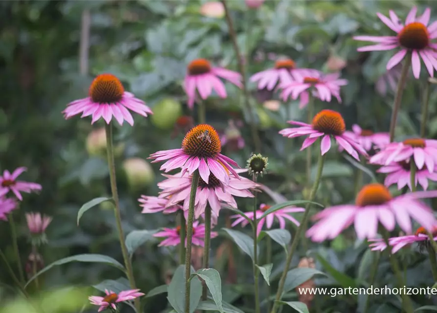 Garten-Scheinsonnenhut 'Purple Prairie'