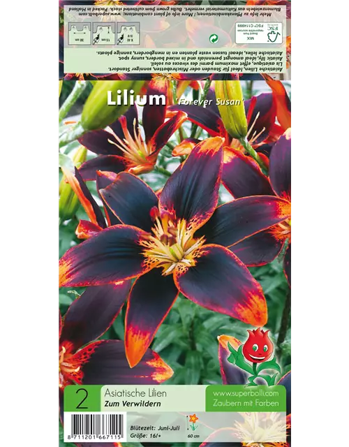 Asiatische Lilie 'Forever Susan'®