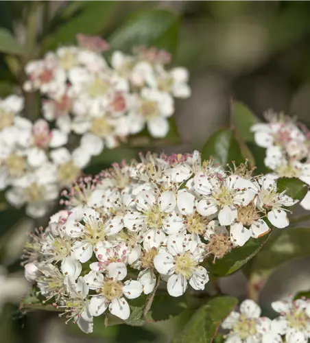 Apfelbeere 'Nero'