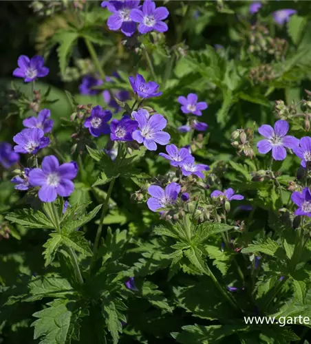 Garten-Storchschnabel 'Mayflower'