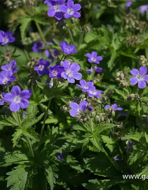 Garten-Storchschnabel 'Mayflower'