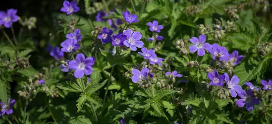 Garten-Storchschnabel 'Mayflower'