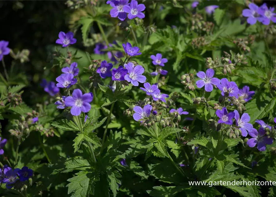 Garten-Storchschnabel 'Mayflower'