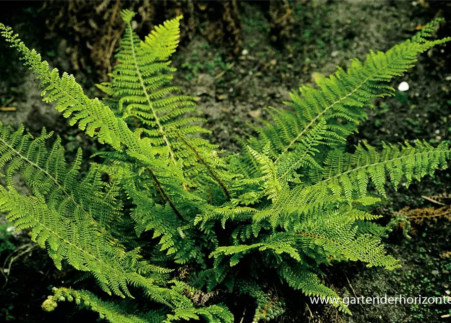 Flacher Filigranfarn 'Proliferum Herrenhausen'