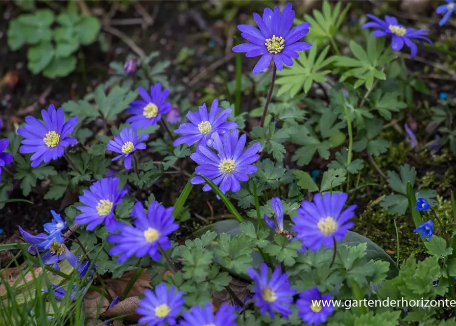 Garten-Strahlen-Windröschen 'Blue Shades'