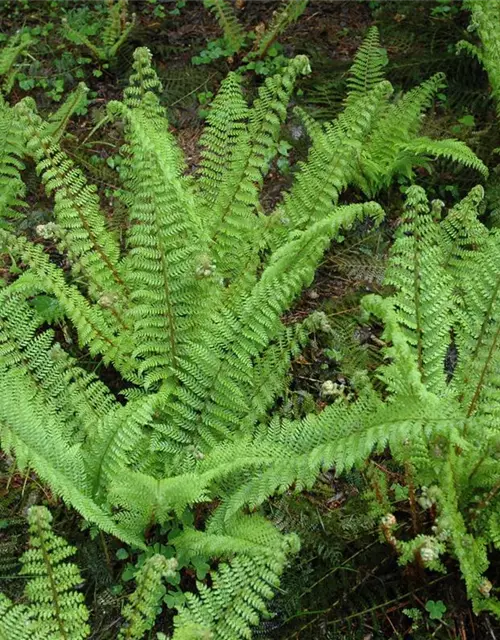 Flacher Filigranfarn 'Proliferum Herrenhausen'