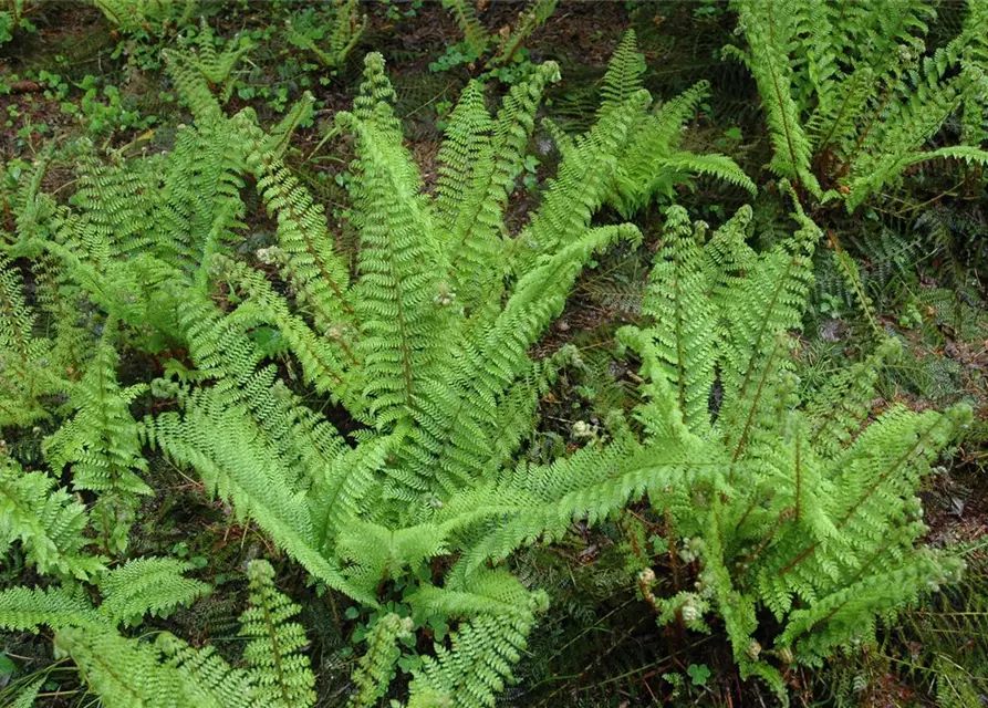 Flacher Filigranfarn 'Proliferum Herrenhausen'