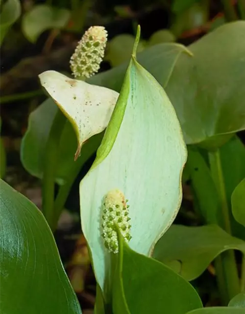 Calla palustris