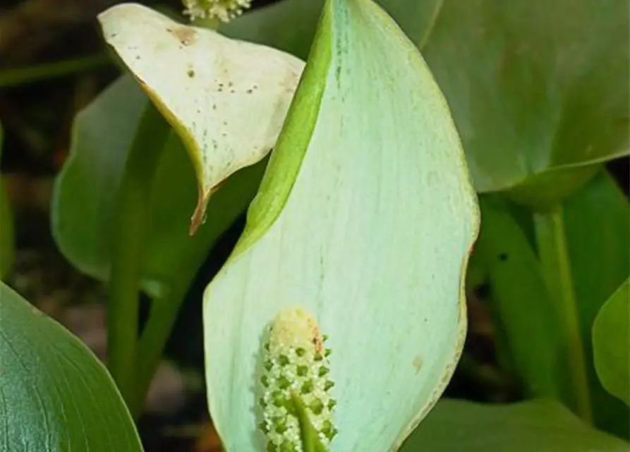 Calla palustris