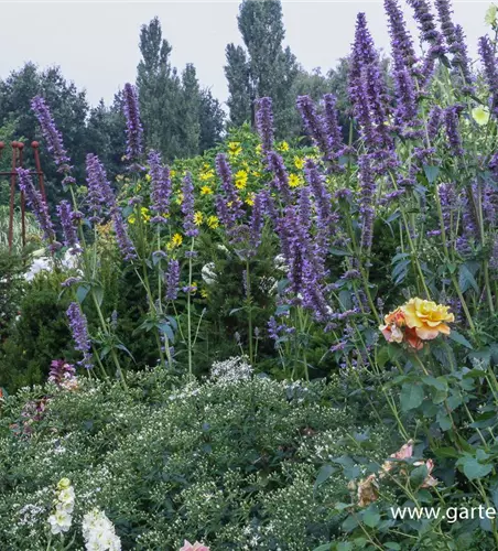 Garten-Duftnessel 'Serpentine'