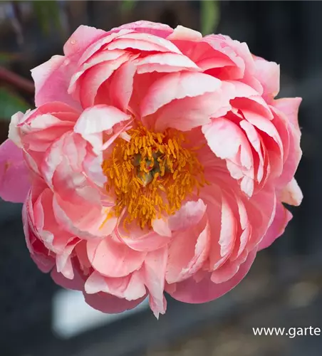 Frühblühende Garten-Pfingstrose 'Coral Charm'