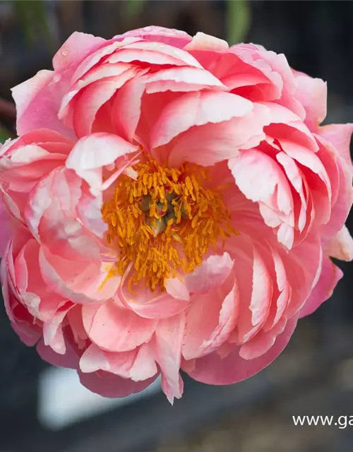 Frühblühende Garten-Pfingstrose 'Coral Charm'