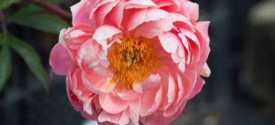 Frühblühende Garten-Pfingstrose 'Coral Charm'