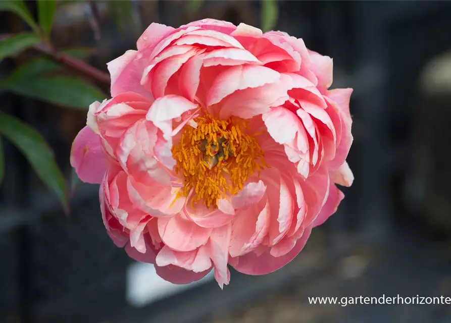 Frühblühende Garten-Pfingstrose 'Coral Charm'