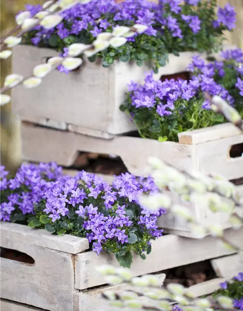 Campanula portenschlagiana 'Catharina'