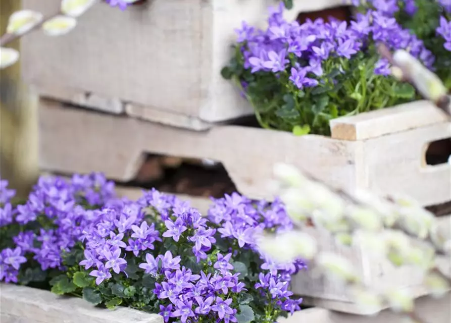 Campanula portenschlagiana 'Catharina'