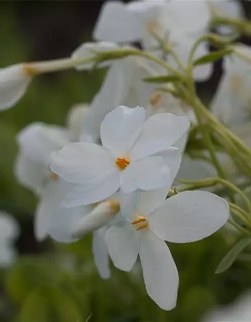 Garten-Ausläufer-Flammenblume 'Ariane'