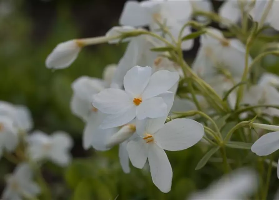 Garten-Ausläufer-Flammenblume 'Ariane'