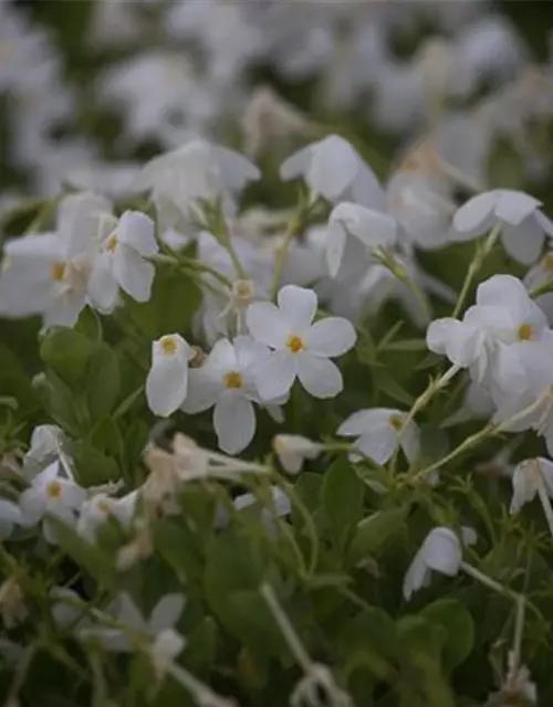 Garten-Ausläufer-Flammenblume 'Ariane'