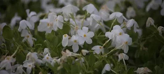 Garten-Ausläufer-Flammenblume 'Ariane'