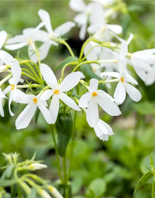 Garten-Ausläufer-Flammenblume 'Ariane'