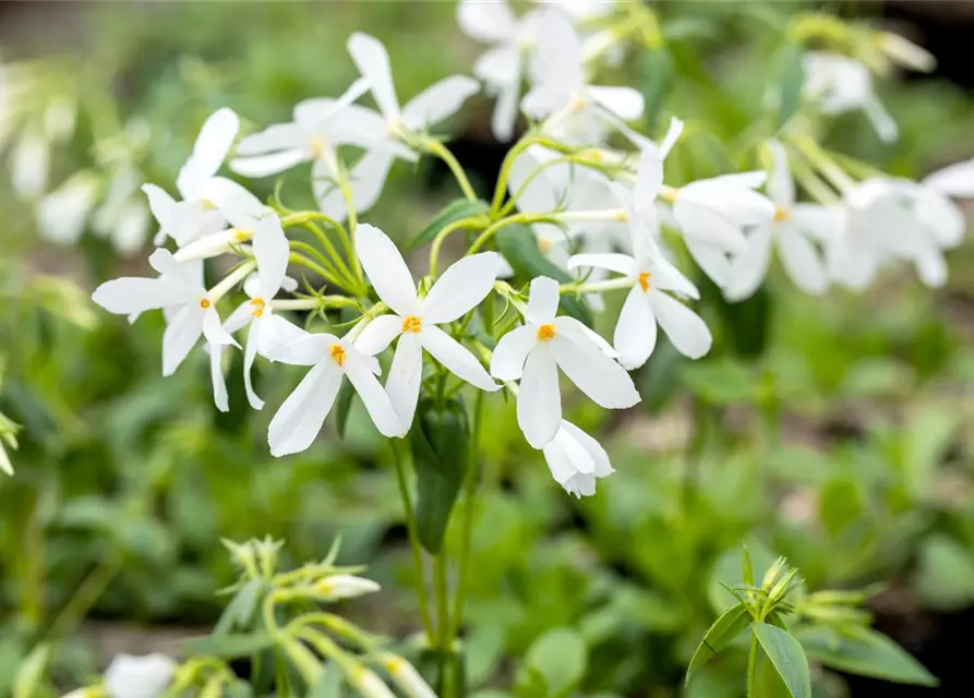 Garten-Ausläufer-Flammenblume 'Ariane'