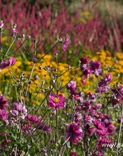 Garten-Herbst-Anemone 'Pamina'